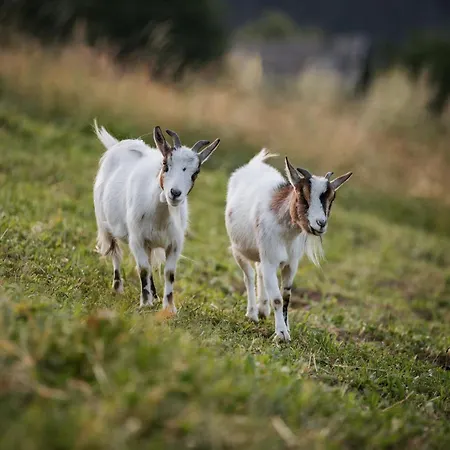 Lejlighed Southern Stables Ranch Bannberg