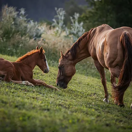 Апартаменты Southern Stables - Ruhe & Mit Pferden In Osttirol
